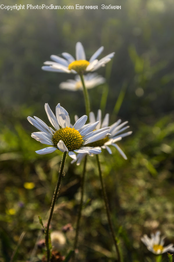 Asteraceae, Blossom, Flora, Flower, Plant, Daisies, Daisy