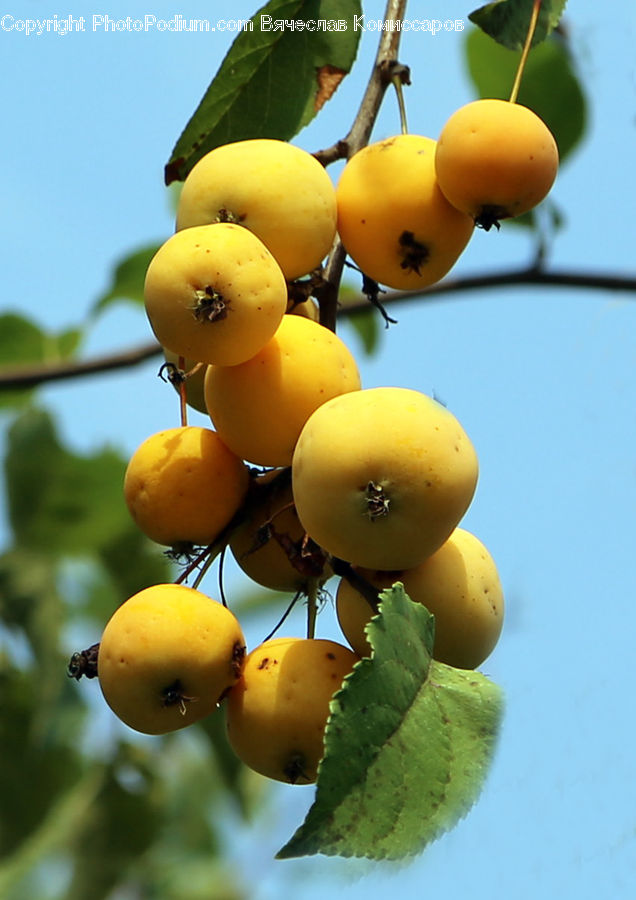 Fruit, Plant, Quince, Grapes, Citrus Fruit, Grapefruit, Plum
