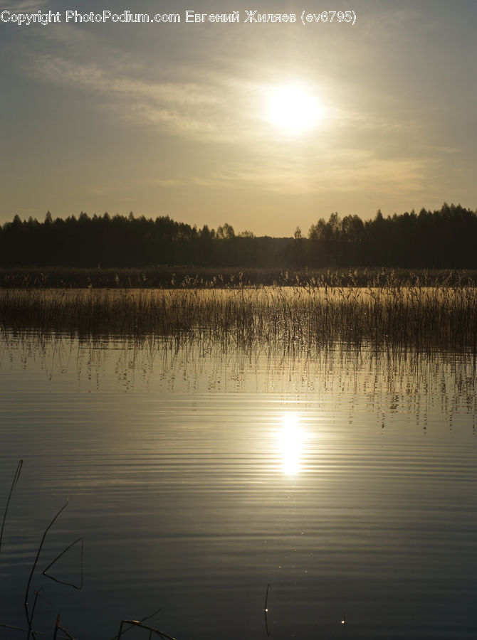 Land, Marsh, Pond, Swamp, Water, Dawn, Dusk