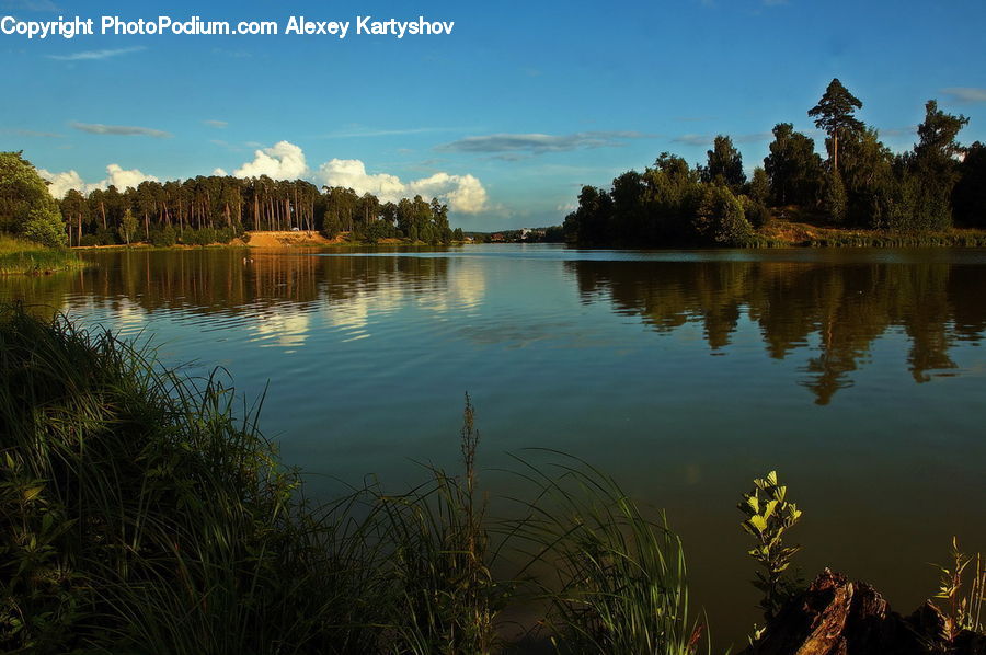 Plant, Potted Plant, Lake, Outdoors, Water, Pond, Land