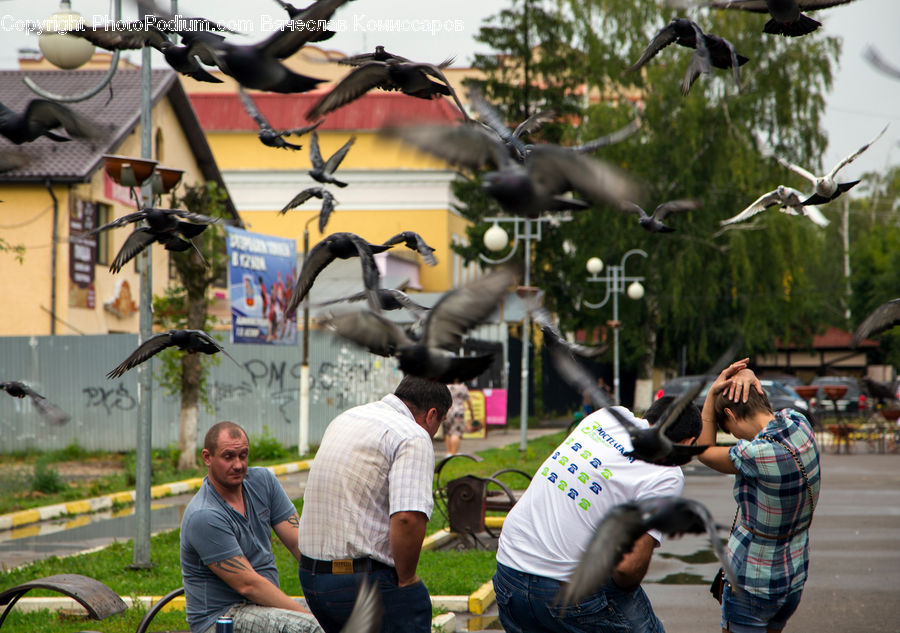 People, Person, Human, Bird, Pigeon, Bicycle, Bike