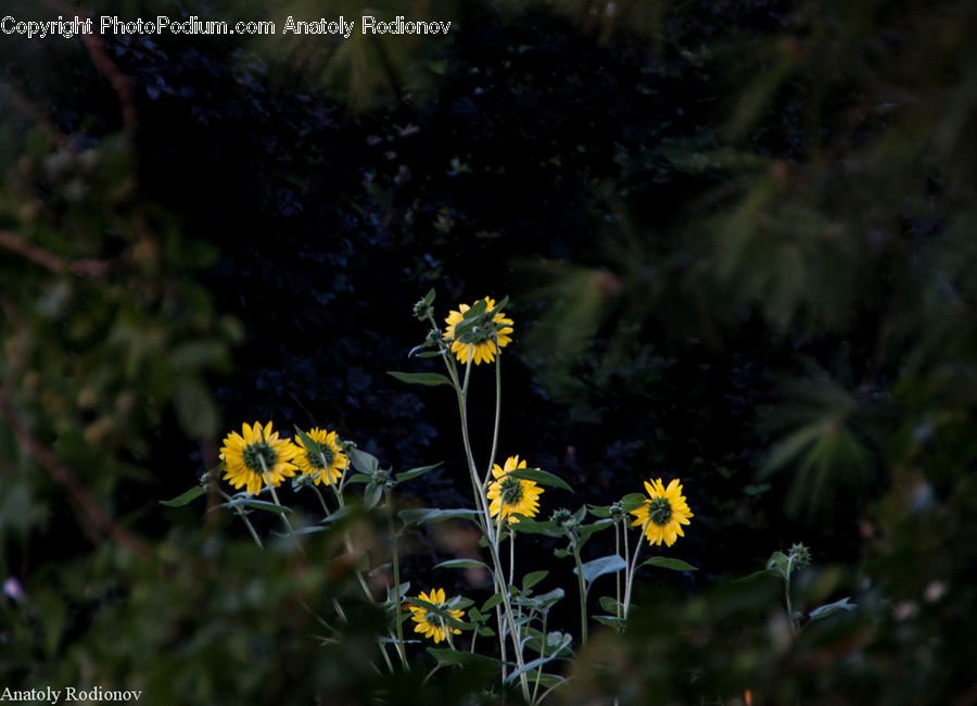Asteraceae, Blossom, Flora, Flower, Plant, Daisies, Daisy