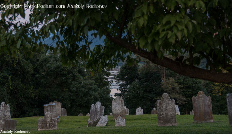 Conifer, Plant, Tree, Wood, Yew, Tomb, Tombstone