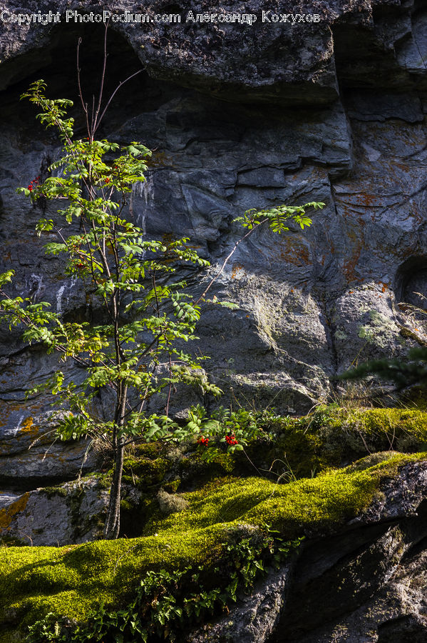 Cave, Rock, Moss, Plant, Cliff, Outdoors, Conifer