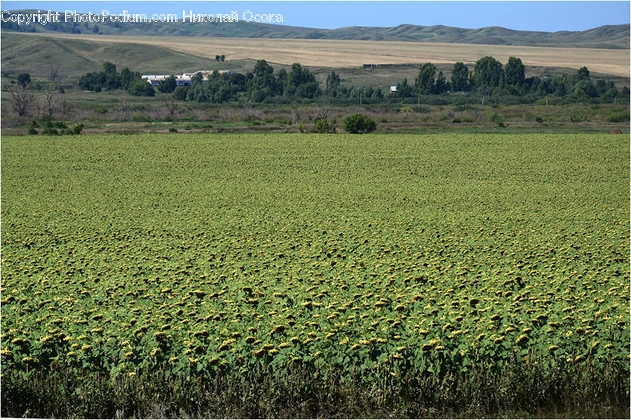 Field, Grass, Grassland, Land, Outdoors, Plant, Landscape