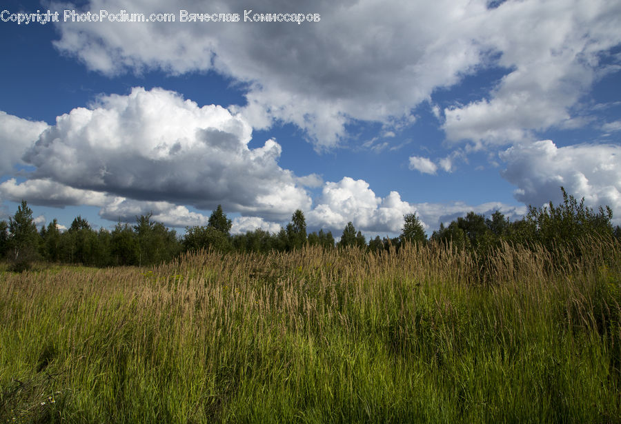 Field, Grass, Grassland, Land, Outdoors, Cloud, Cumulus