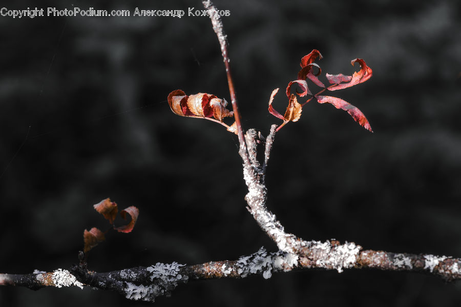 Bud, Plant, Blossom, Flora, Flower, Acanthaceae, Annonaceae