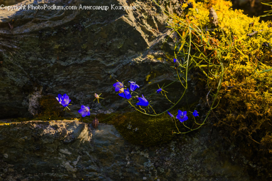 Blossom, Crocus, Flora, Flower, Plant, Violet, Moss