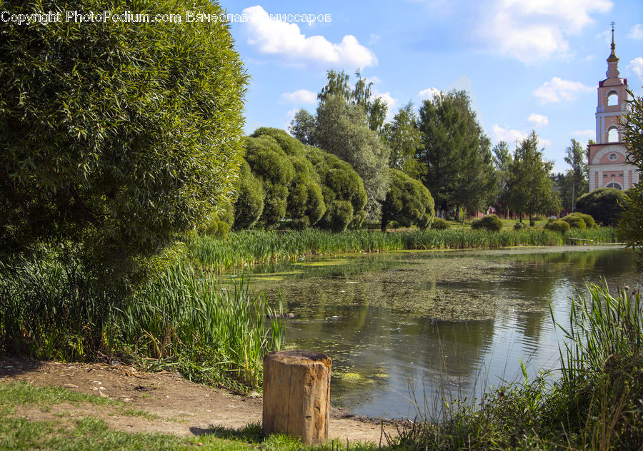 Tree Stump, Outdoors, Pond, Water, Blossom, Flora, Flower