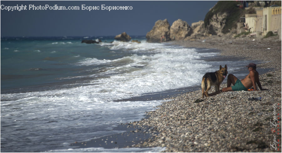 Beach, Coast, Outdoors, Sea, Water, Animal, Canine