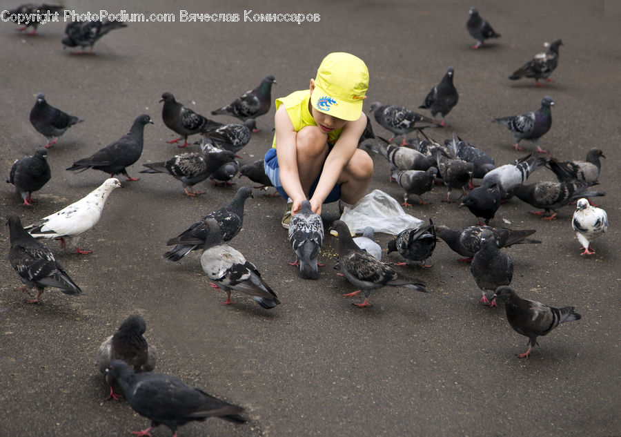 Bird, Pigeon, People, Person, Human, Crash Helmet, Hardhat