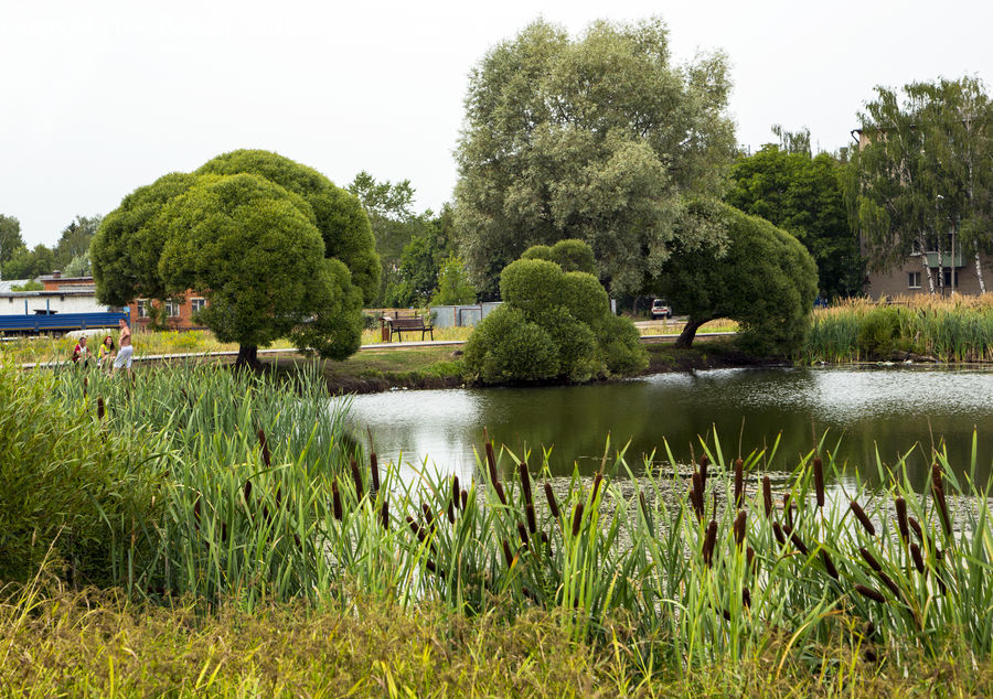 Outdoors, Pond, Water, Bush, Plant, Vegetation, Conifer