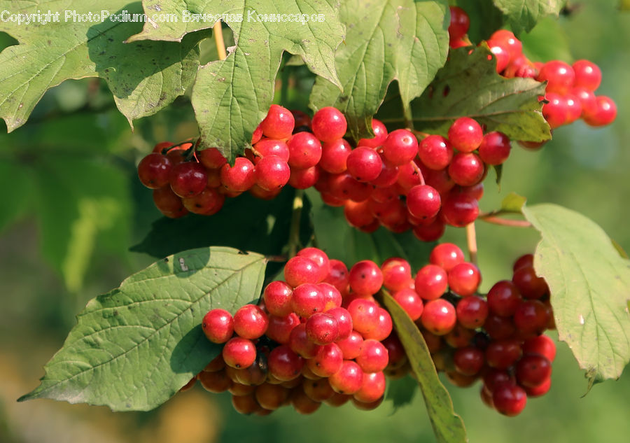 Fruit, Grapes, Cherry, Plant, Vine