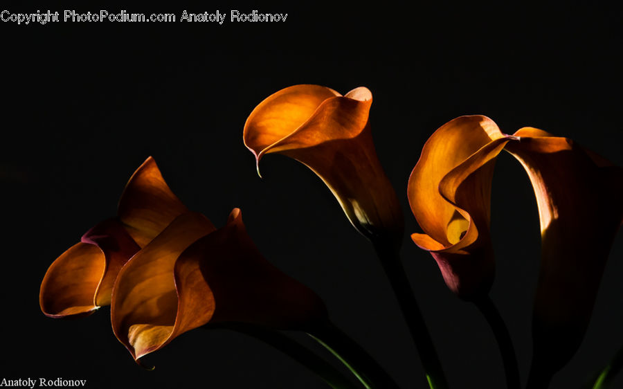 Flora, Flower, Lily, Plant, Light, Gladiolus, Blossom