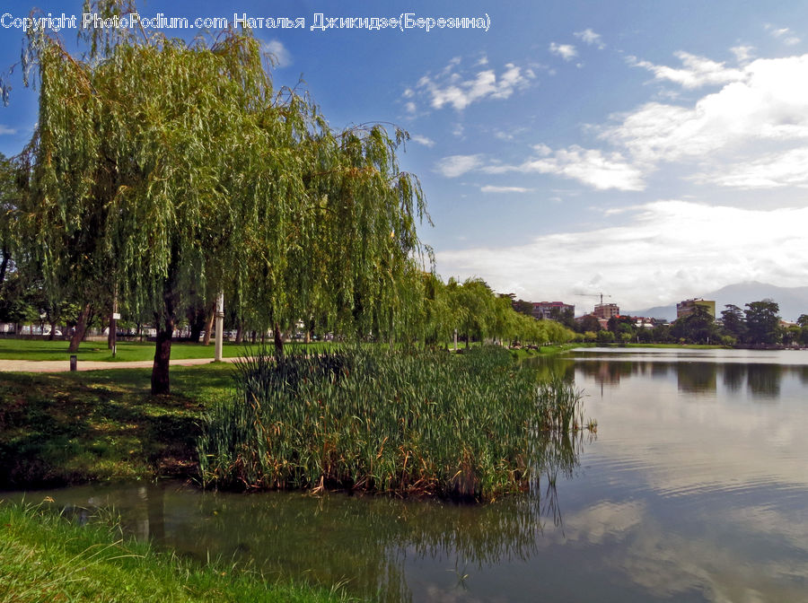 Outdoors, Pond, Water, River, Land, Marsh, Swamp