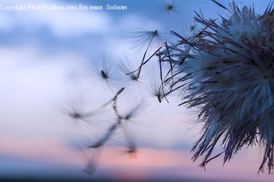 Dandelion, Flower, Plant, Field, Grass, Grassland, Weed