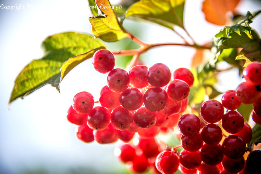 Cherry, Fruit, Grapes, Raspberry, Plant, Vine, Accessories