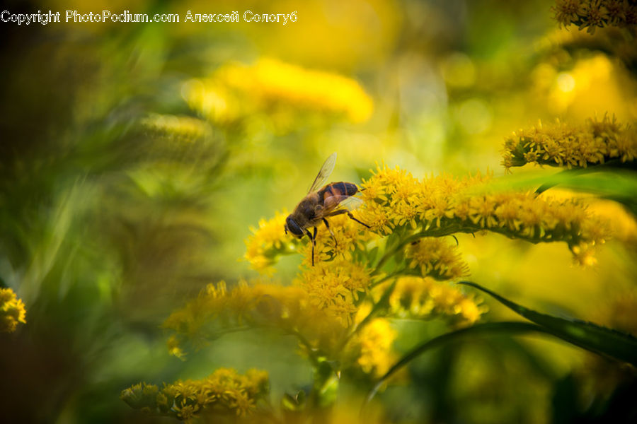 Bee, Insect, Invertebrate, Bumblebee, Honey Bee, Andrena, Apidae