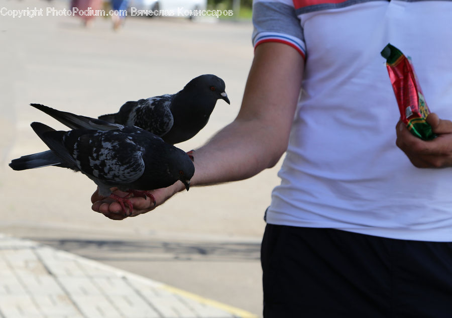 Bird, Dove, Pigeon, Accessories