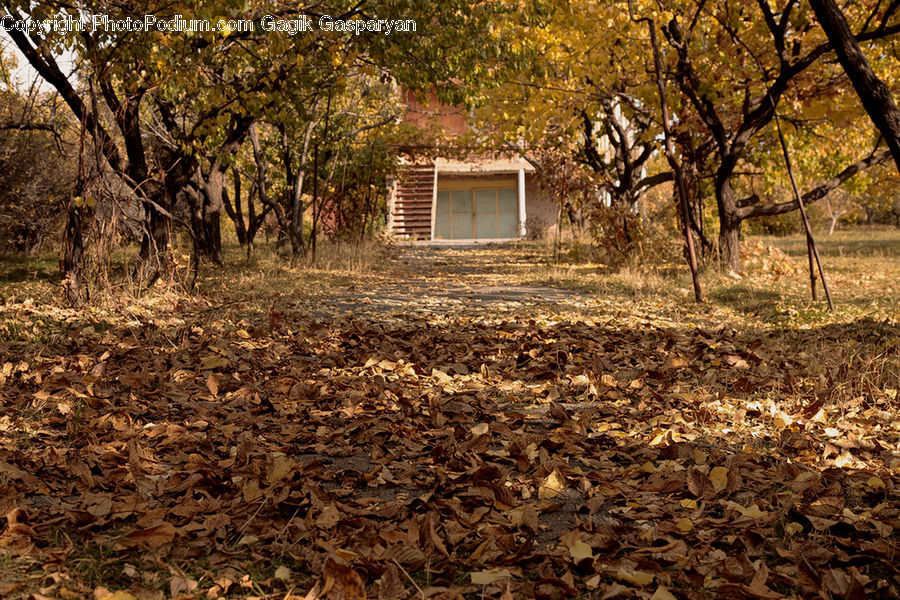 Cabin, Hut, Rural, Shack, Shelter, Building, Cottage