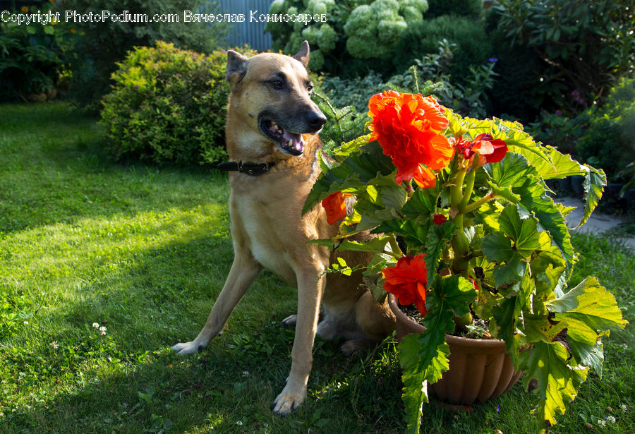 Plant, Potted Plant, Animal, Canine, Dog, Golden Retriever, Mammal