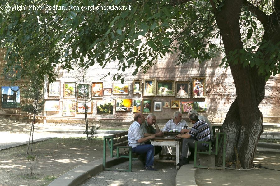 Human, People, Person, Bench, Plant, Tree, Cafe