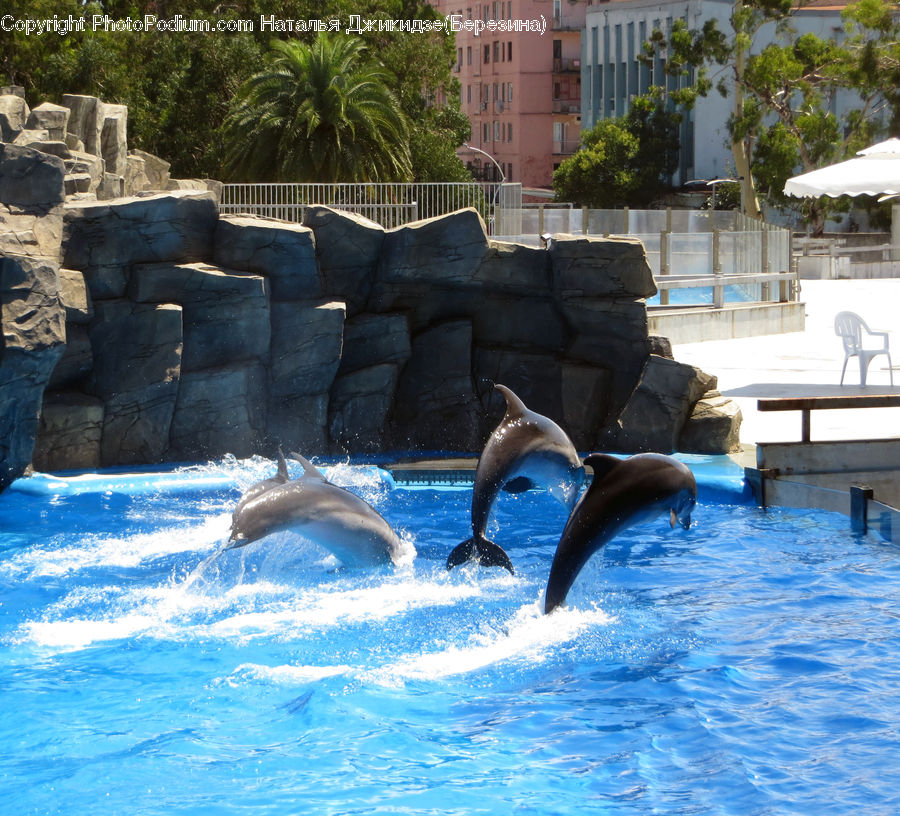 Animal, Dolphin, Fish, Sea Life, Pool, Water, Rock