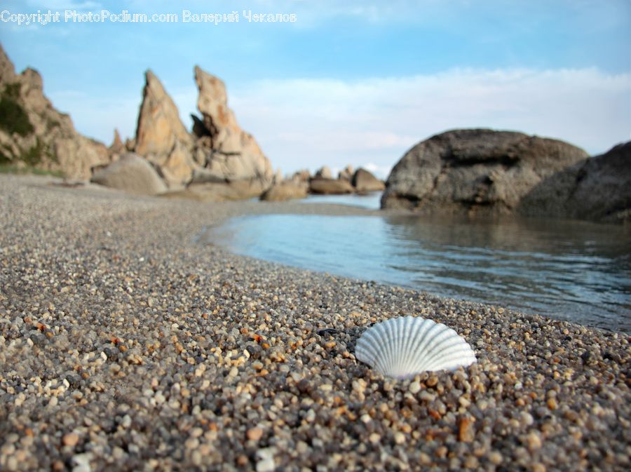 Clam, Sea Life, Seashell, Pebble, Promontory, Beach, Coast