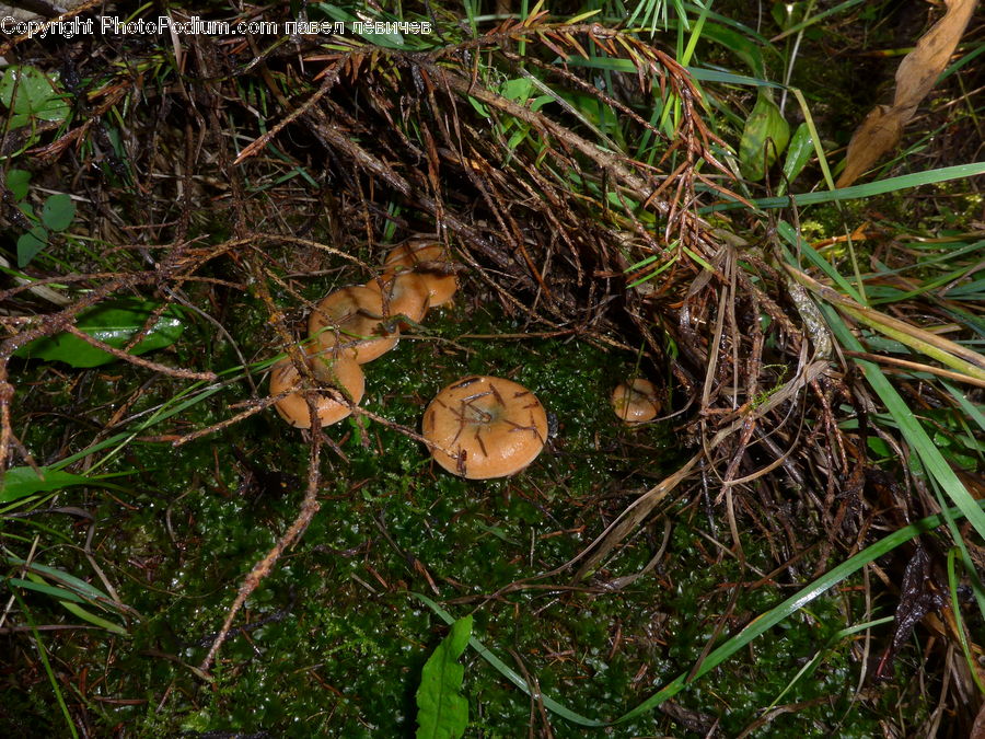 Agaric, Amanita, Fungus, Mushroom, Plant, Arachnid, Garden Spider