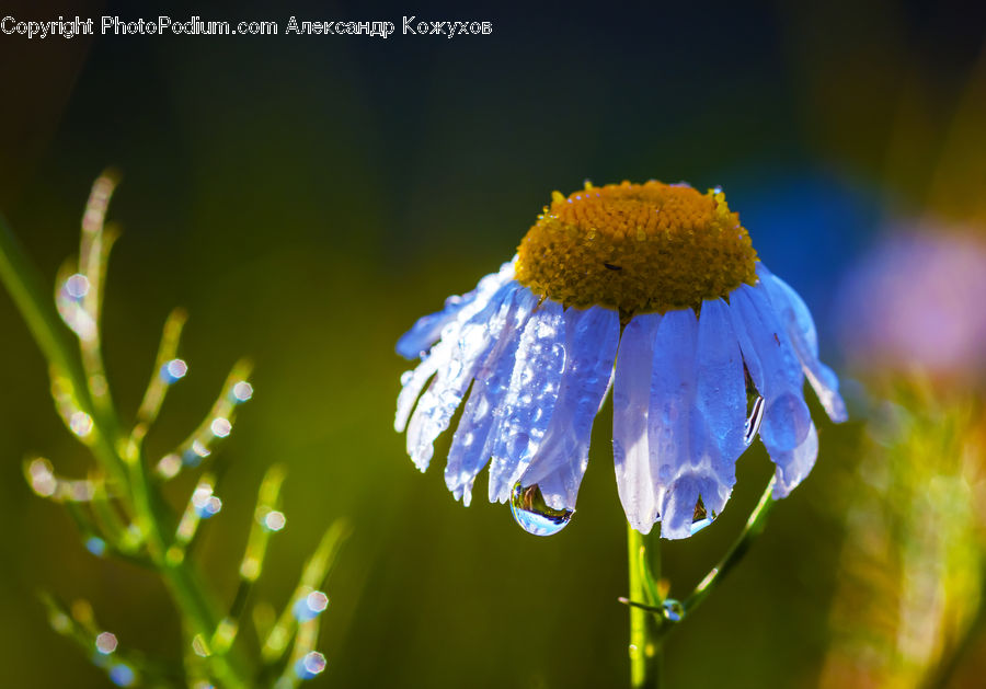 Plant, Weed, Blossom, Flora, Flower, Daisies, Daisy