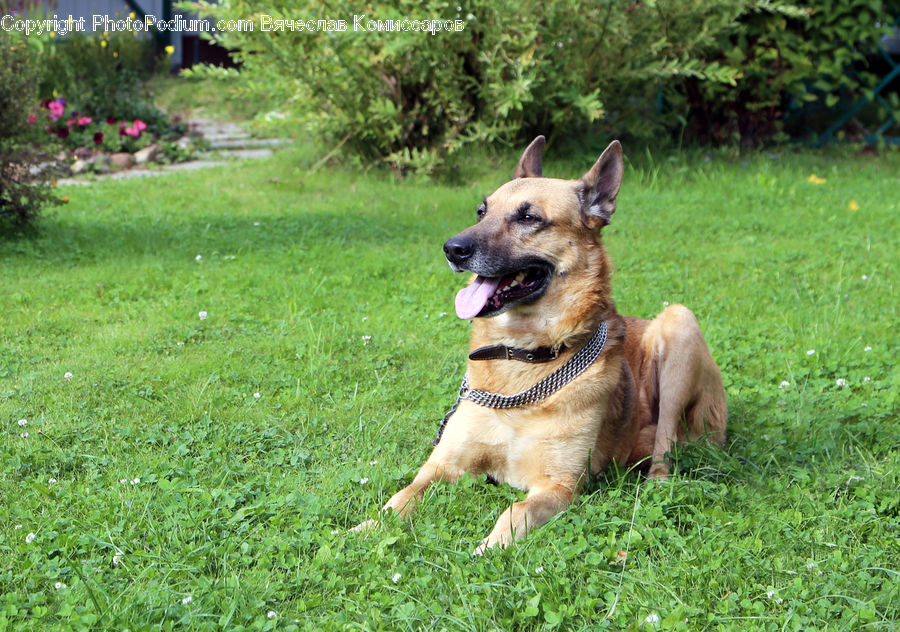 Animal, Canine, Dog, German Shepherd, Mammal, Pet, Backyard