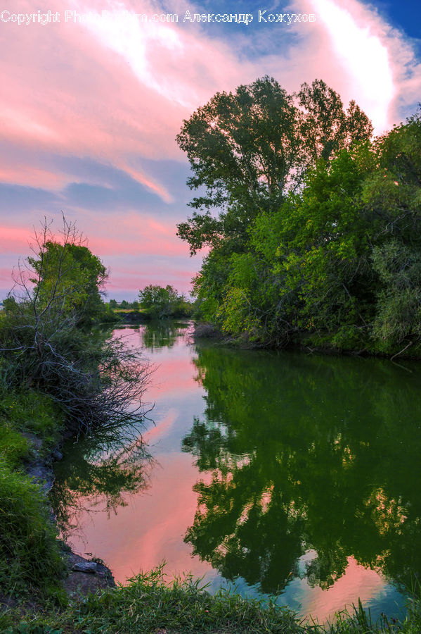 Bush, Plant, Vegetation, Tree, Outdoors, River, Water