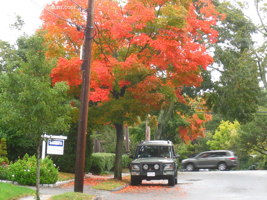 Maple, Tree, Wood, Car, Suv, Vehicle, Dirt Road