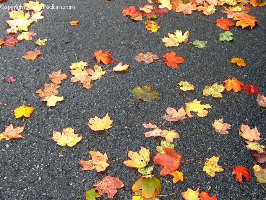 Asphalt, Tarmac, Pavement, Ivy, Plant, Vine, Maple