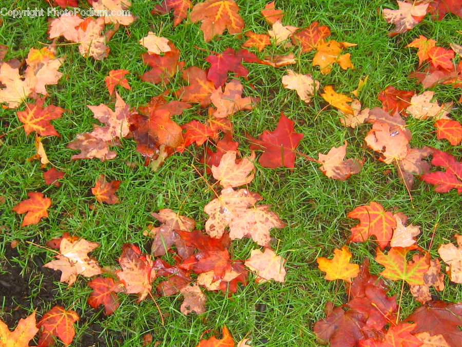 Maple, Maple Leaf, Plant, Blossom, Flora, Flower, Poppy