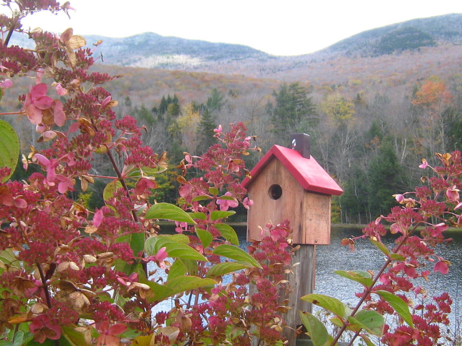 Outhouse, Shack, Blossom, Flora, Flower, Plant, Bush