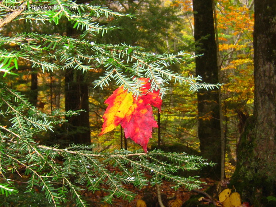 Fern, Plant, Fir, Redwood, Tree, Wood, Conifer