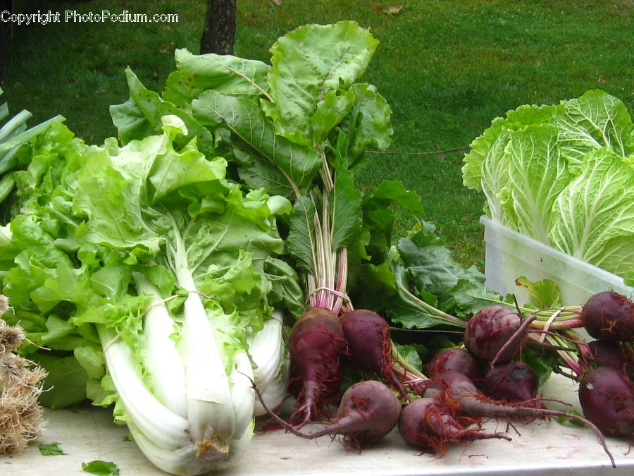 Plant, Produce, Turnip, Vegetable, Cabbage, Radish, Rhubarb