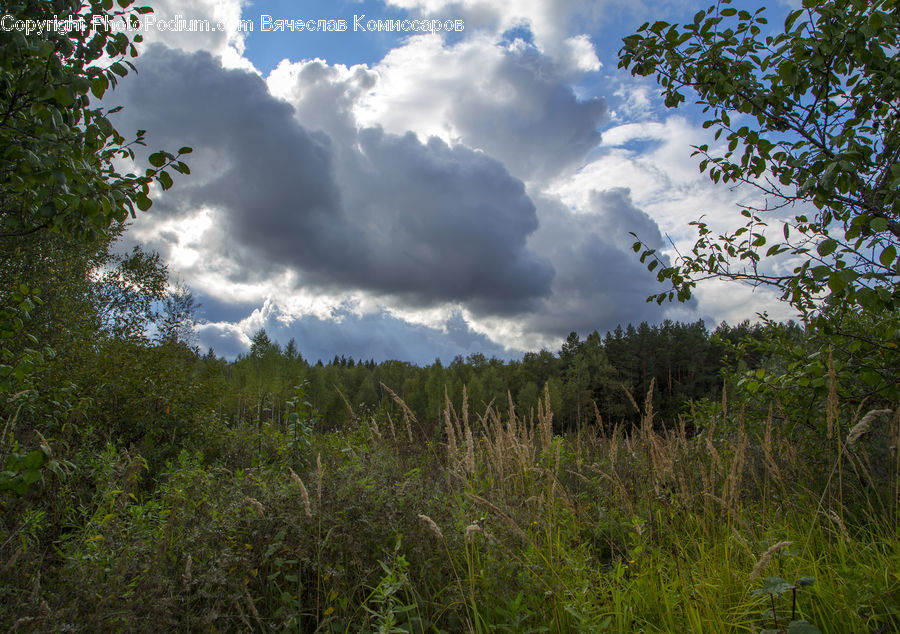 Cloud, Cumulus, Sky, Field, Grass, Grassland, Land