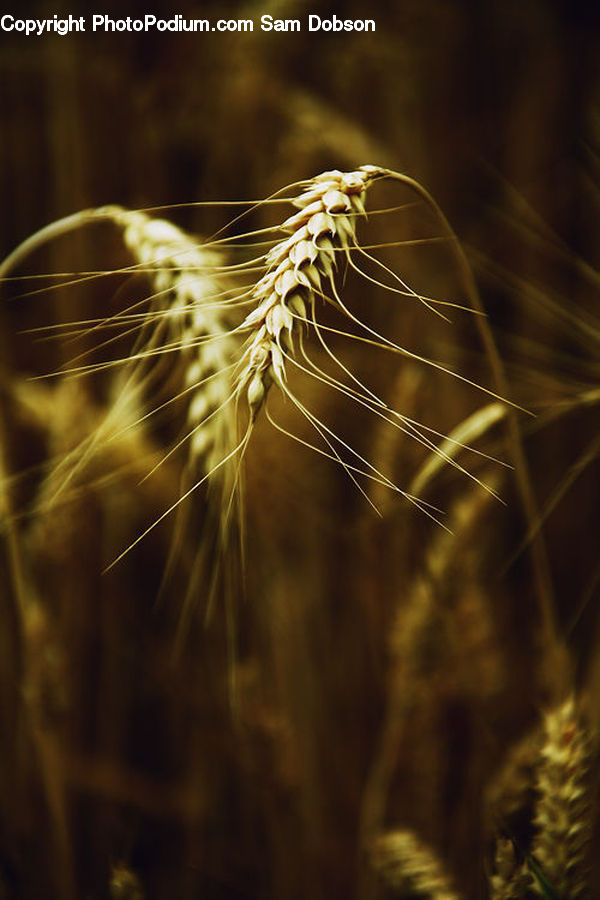 Field, Grass, Grassland, Plant, Grain, Seed, Wheat