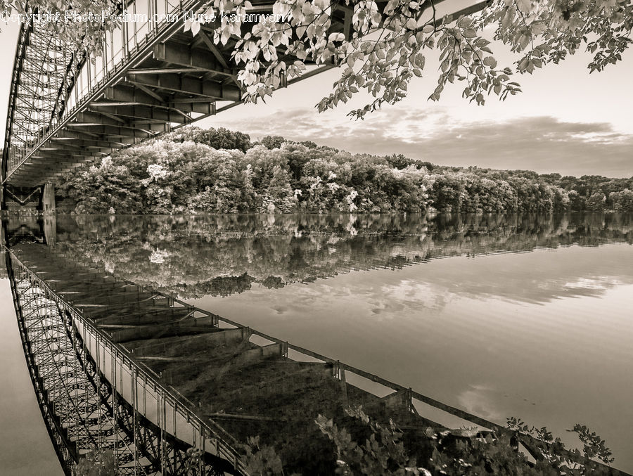 Bridge, Forest, Vegetation, Birch, Tree, Wood, Plant