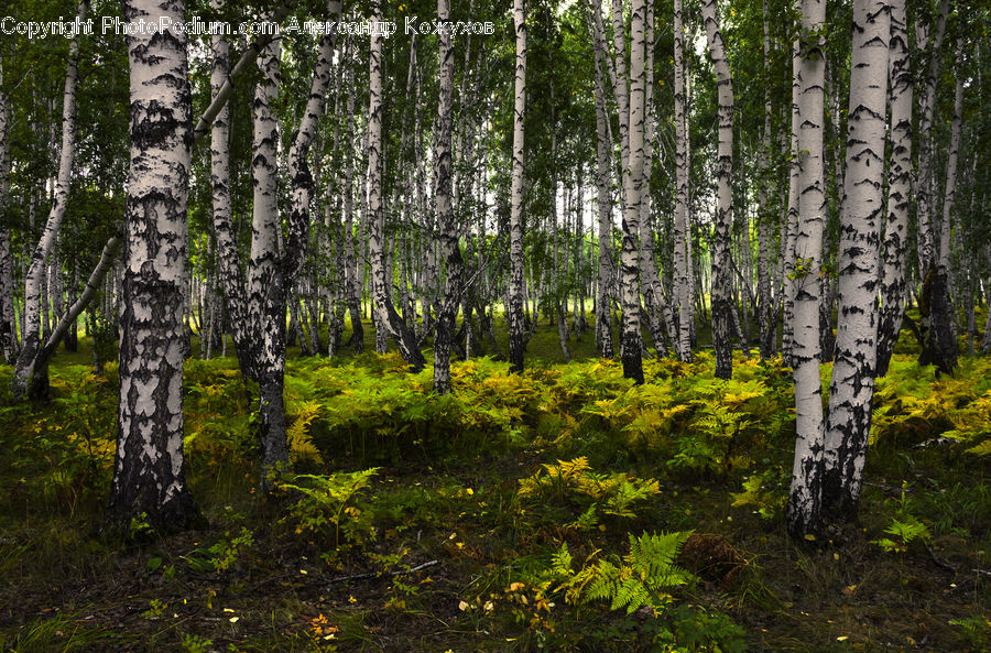 Birch, Tree, Wood, Forest, Vegetation, Grove, Land