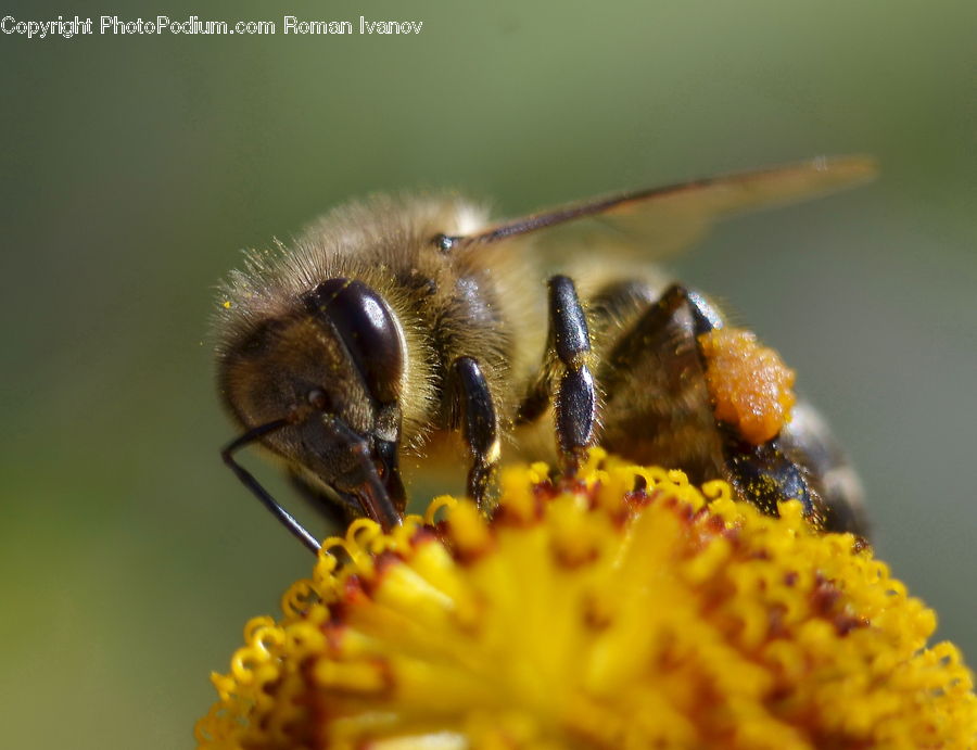 Bee, Insect, Invertebrate, Flora, Pollen, Apidae, Bumblebee