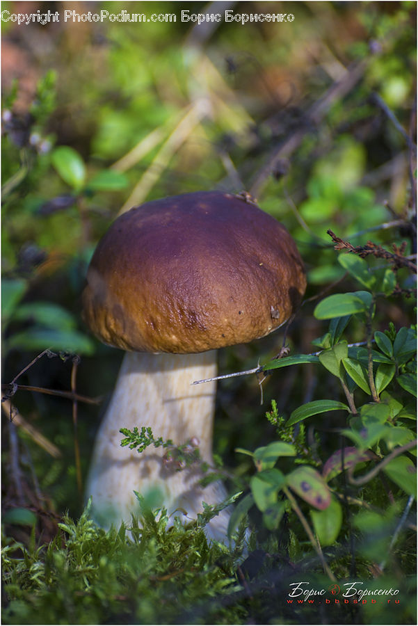 Agaric, Mushroom, Plant, Amanita, Fungus, Blossom, Flora