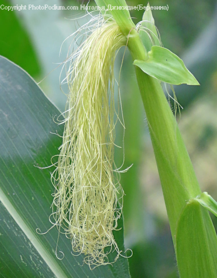 Corn, Food, Grain, Vegetable, Field, Grass, Grassland