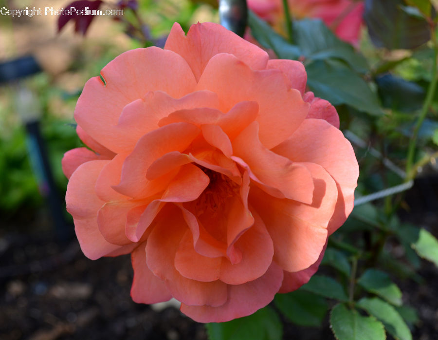 Blossom, Flora, Flower, Geranium, Plant, Dahlia, Rose
