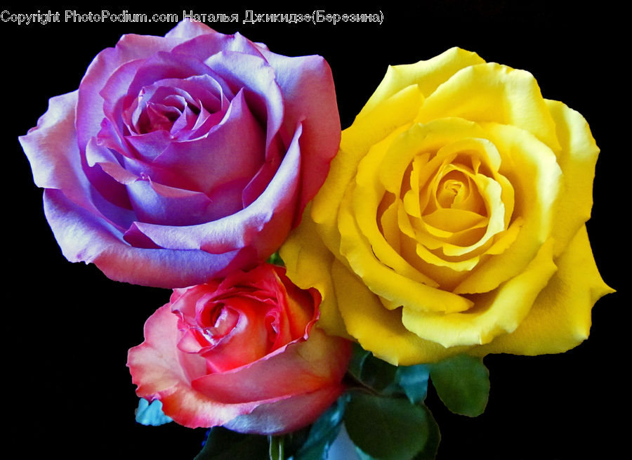 Blossom, Flower, Plant, Rose, Flower Arrangement, Flower Bouquet, Flora