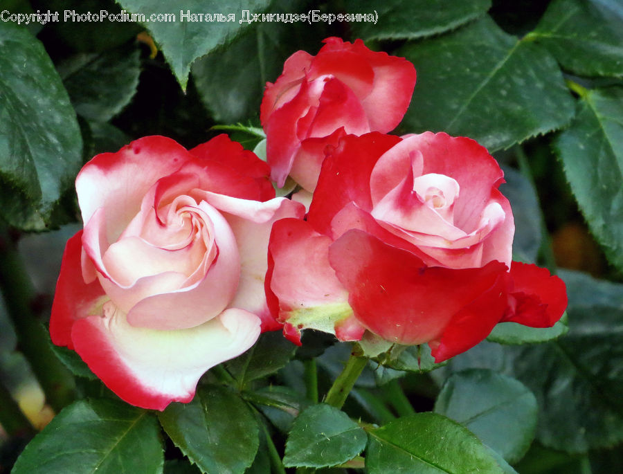 Blossom, Flower, Plant, Rose, Carnation, Flora, Petal