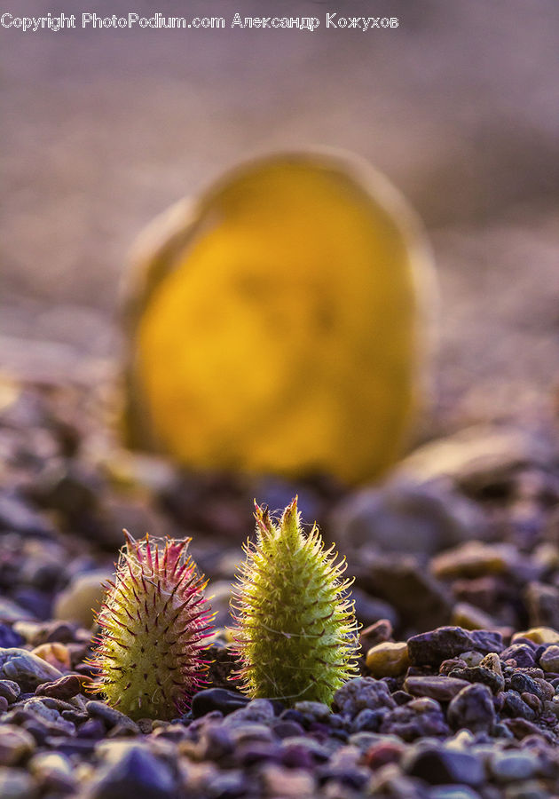 Flora, Pollen, Cactus, Plant, Artichoke, Conifer, Fir