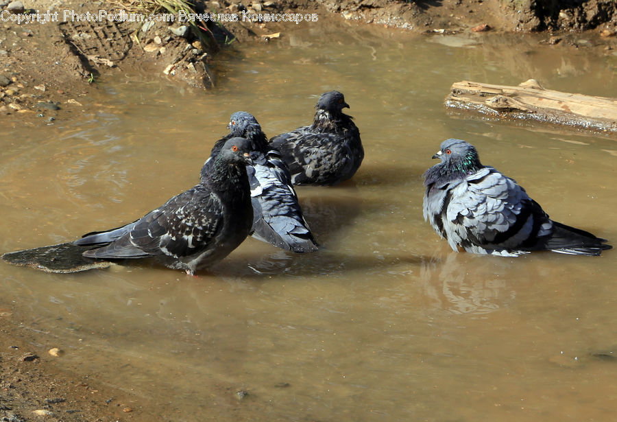Bird, Pigeon, Dove, Waterfowl, Water